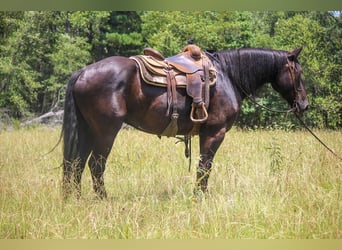 Friesian horses, Gelding, 7 years, 15.3 hh, Black