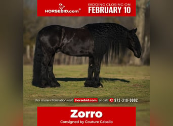 Friesian horses Mix, Gelding, 7 years, 15,3 hh, Black