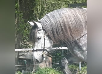 Friesian horses Mix, Gelding, 7 years, 15.3 hh, Gray-Dapple