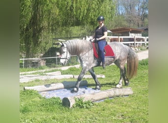 Friesian horses Mix, Gelding, 7 years, 15.3 hh, Gray-Dapple