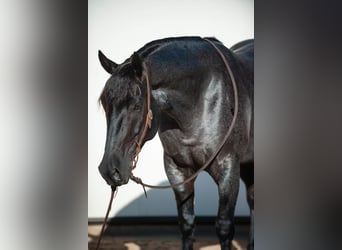 Friesian horses Mix, Gelding, 7 years, 15.3 hh, Roan-Blue