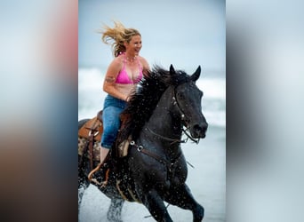 Friesian horses Mix, Gelding, 7 years, 15.3 hh, Roan-Blue