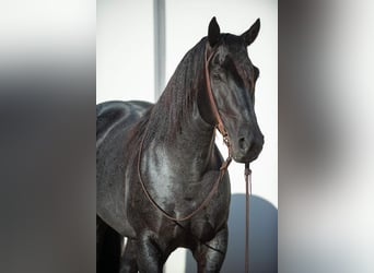 Friesian horses Mix, Gelding, 7 years, 15.3 hh, Roan-Blue