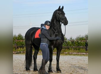 Friesian horses, Gelding, 7 years, 15.3 hh, Smoky-Black