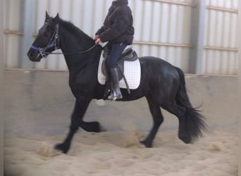 Friesian horses, Gelding, 7 years, 15.3 hh, Smoky-Black