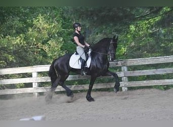 Friesian horses, Gelding, 7 years, 15.3 hh, Smoky-Black