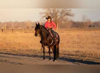 Friesian horses Mix, Gelding, 7 years, 15 hh, Bay-Dark