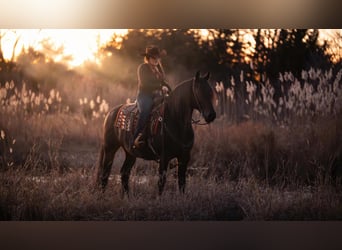 Friesian horses Mix, Gelding, 7 years, 15 hh, Bay-Dark