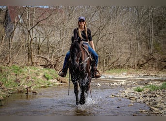 Friesian horses, Gelding, 7 years, 15 hh, Black