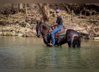 Friesian horses, Gelding, 7 years, 15 hh, Black