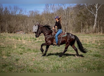 Friesian horses, Gelding, 7 years, 15 hh, Black