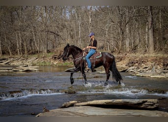 Friesian horses, Gelding, 7 years, 15 hh, Black