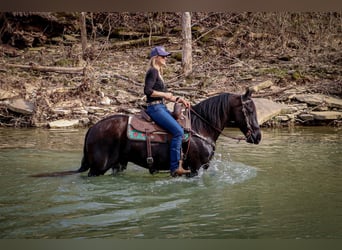 Friesian horses, Gelding, 7 years, 15 hh, Black