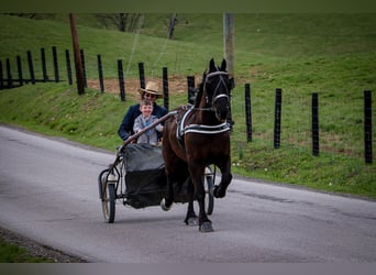 Friesian horses, Gelding, 7 years, 15 hh, Black