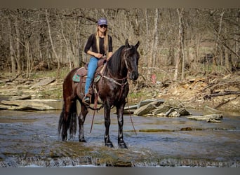 Friesian horses, Gelding, 7 years, 15 hh, Black