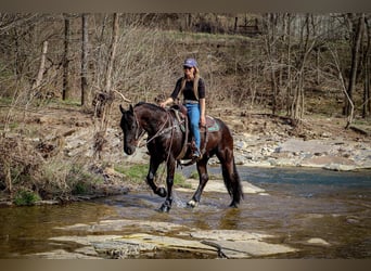 Friesian horses, Gelding, 7 years, 15 hh, Black