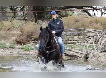 Friesian horses, Gelding, 7 years, 15 hh, Black