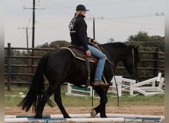 Friesian horses, Gelding, 7 years, 15 hh, Black