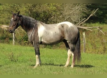 Friesian horses, Gelding, 7 years, 15 hh, Roan-Blue