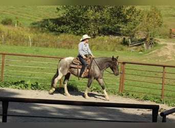 Friesian horses, Gelding, 7 years, 15 hh, Roan-Blue