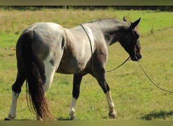 Friesian horses, Gelding, 7 years, 15 hh, Roan-Blue