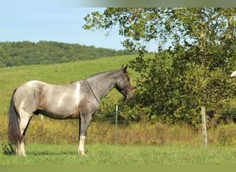 Friesian horses, Gelding, 7 years, 15 hh, Roan-Blue