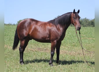 Friesian horses, Gelding, 7 years, 15,1 hh, Bay