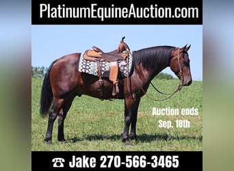 Friesian horses, Gelding, 7 years, 15,1 hh, Bay