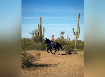 Friesian horses Mix, Gelding, 7 years, 15,1 hh, Black