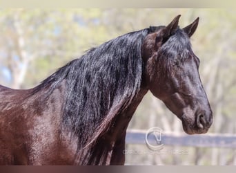 Friesian horses, Gelding, 7 years, 15,1 hh, Black