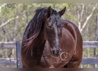 Friesian horses, Gelding, 7 years, 15,1 hh, Black