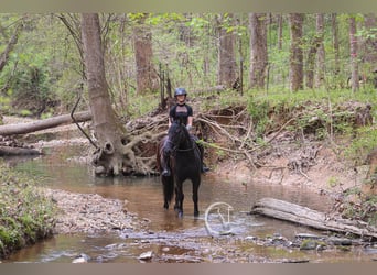 Friesian horses, Gelding, 7 years, 15,1 hh, Black