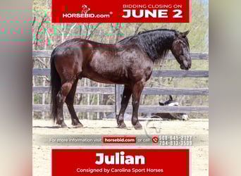 Friesian horses, Gelding, 7 years, 15,1 hh, Black