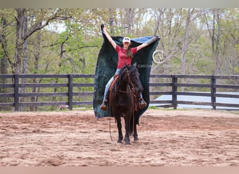 Friesian horses, Gelding, 7 years, 15,1 hh, Black