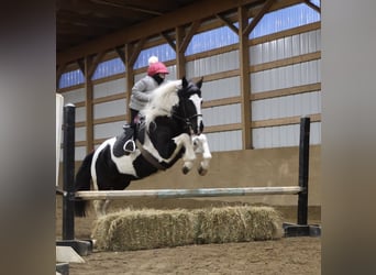 Friesian horses Mix, Gelding, 7 years, 15,1 hh, Pinto