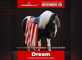 Friesian horses Mix, Gelding, 7 years, 15,1 hh, Pinto