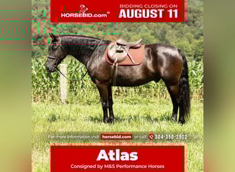Friesian horses, Gelding, 7 years, 15,3 hh, Black