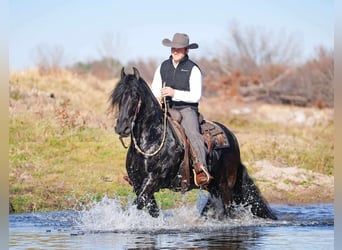 Friesian horses, Gelding, 7 years, 15,3 hh, Black