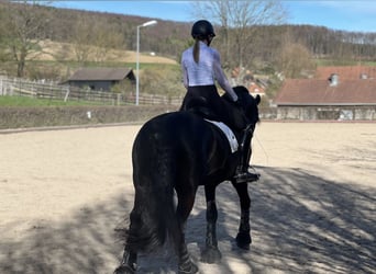 Friesian horses, Gelding, 7 years, 16,1 hh, Black