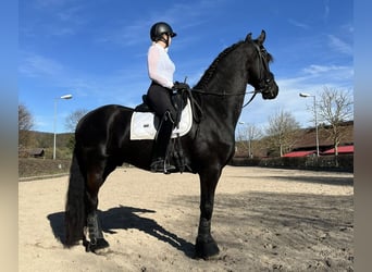 Friesian horses, Gelding, 7 years, 16,1 hh, Black