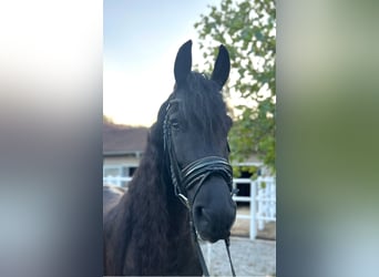 Friesian horses, Gelding, 7 years, 16,1 hh, Black