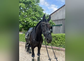 Friesian horses, Gelding, 7 years, 16,1 hh, Black