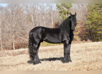 Friesian horses, Gelding, 7 years, 16.1 hh, Black