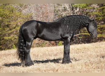Friesian horses, Gelding, 7 years, 16.1 hh, Black