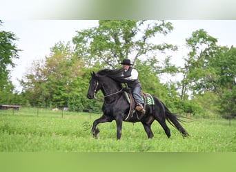 Friesian horses, Gelding, 7 years, 16.1 hh, Black