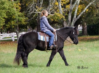 Friesian horses, Gelding, 7 years, 16,1 hh, Black