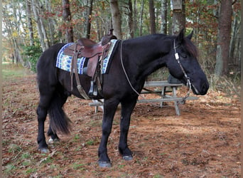 Friesian horses, Gelding, 7 years, 16,1 hh, Black