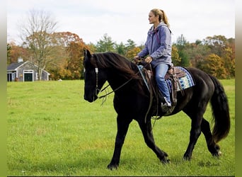 Friesian horses, Gelding, 7 years, 16,1 hh, Black