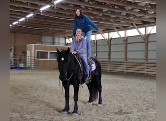 Friesian horses, Gelding, 7 years, 16,1 hh, Black