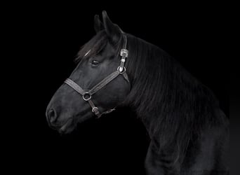 Friesian horses, Gelding, 7 years, 16,1 hh, Black